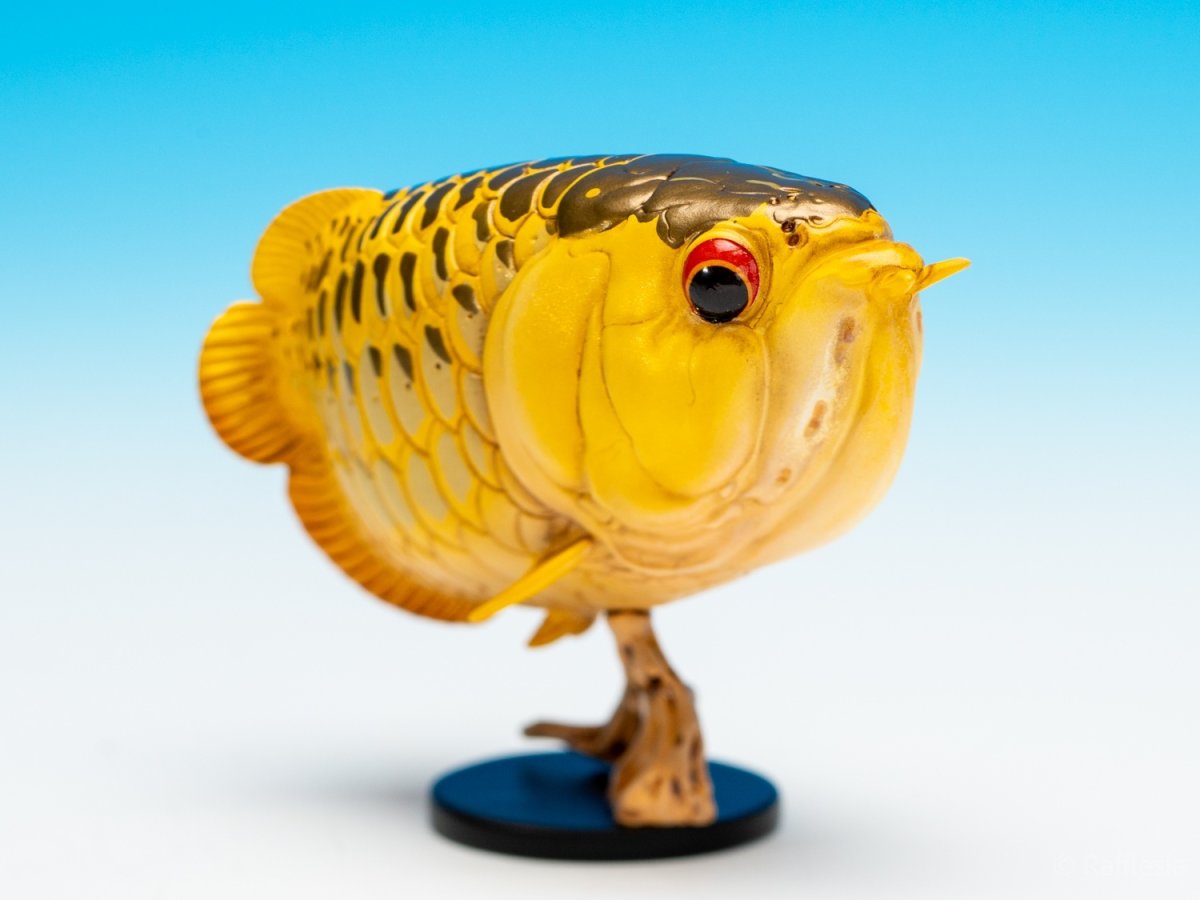 画像2: アジアアロワナ（金）【動画あり】 (2)