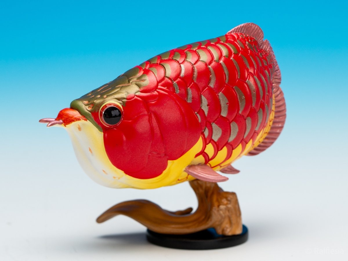 画像6: アジアアロワナ（赤）【動画あり】 (6)