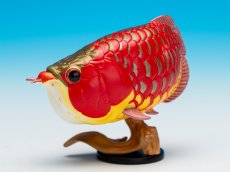 画像6: アジアアロワナ（赤） (6)