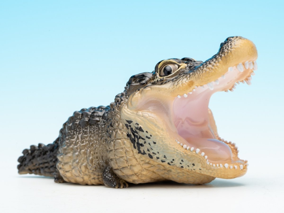 画像9: ヨウスコウアリゲーター（開口） (9)