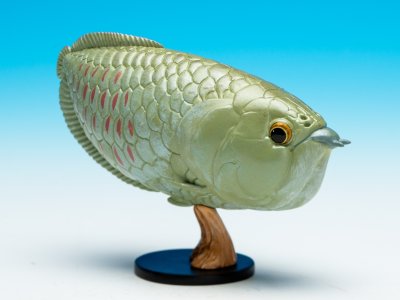 画像2: アジアアロワナ（赤）