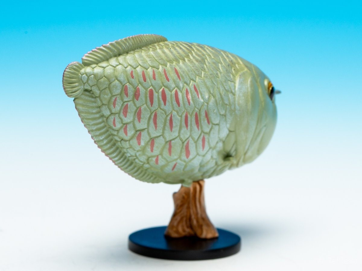 画像8: シルバーアロワナ (8)