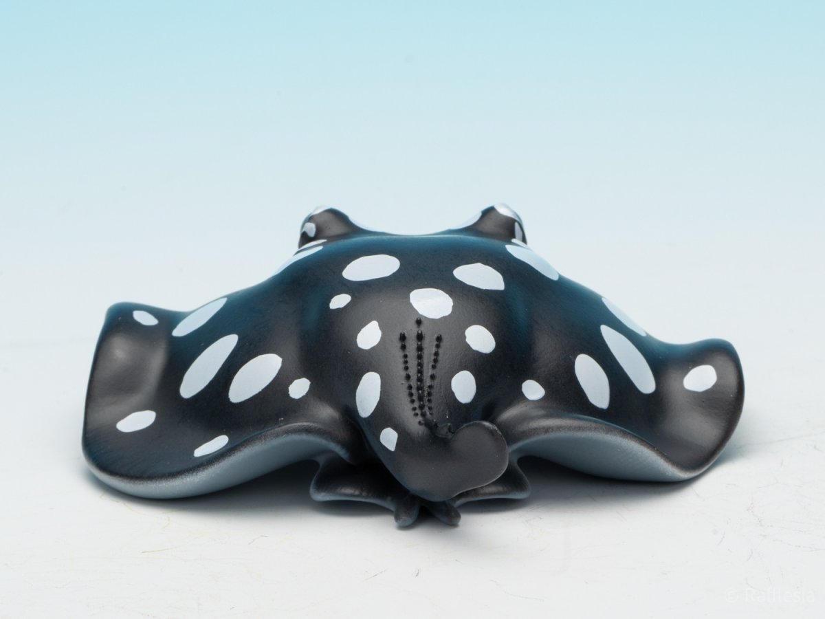 画像7: ポルカドットスティングレイ (7)