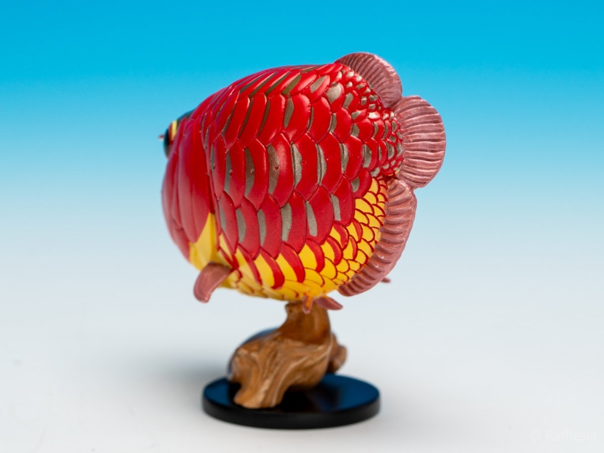 画像8: アジアアロワナ（赤）【動画あり】 (8)