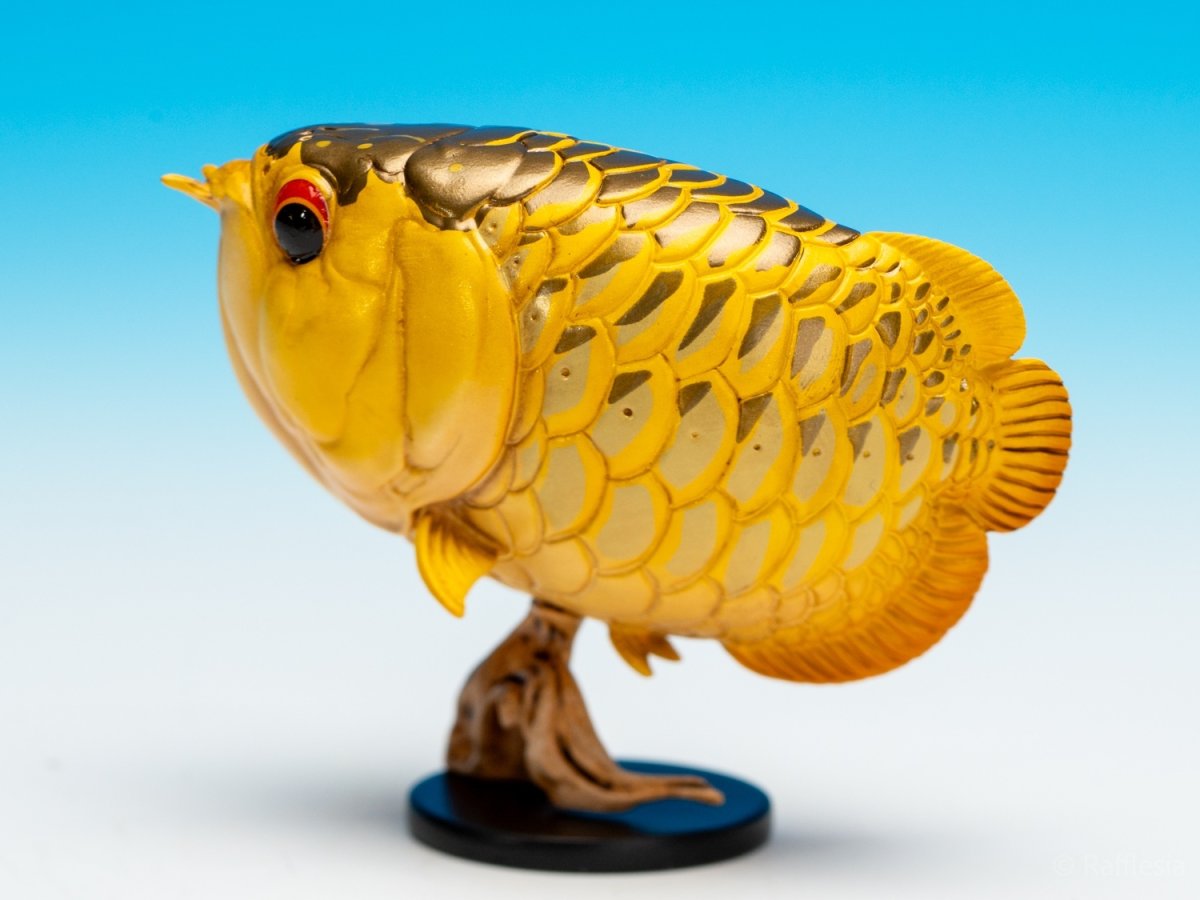 画像7: アジアアロワナ（金）【動画あり】 (7)