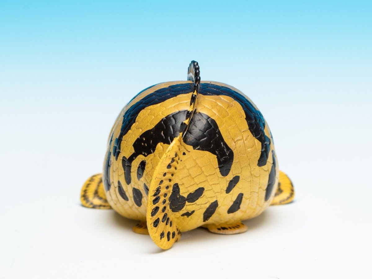 画像6: ポリプテルス・エンドリケリー (6)