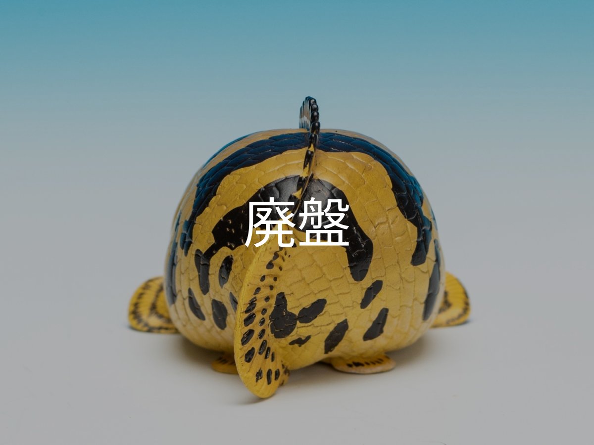 画像6: ポリプテルス・エンドリケリー (6)