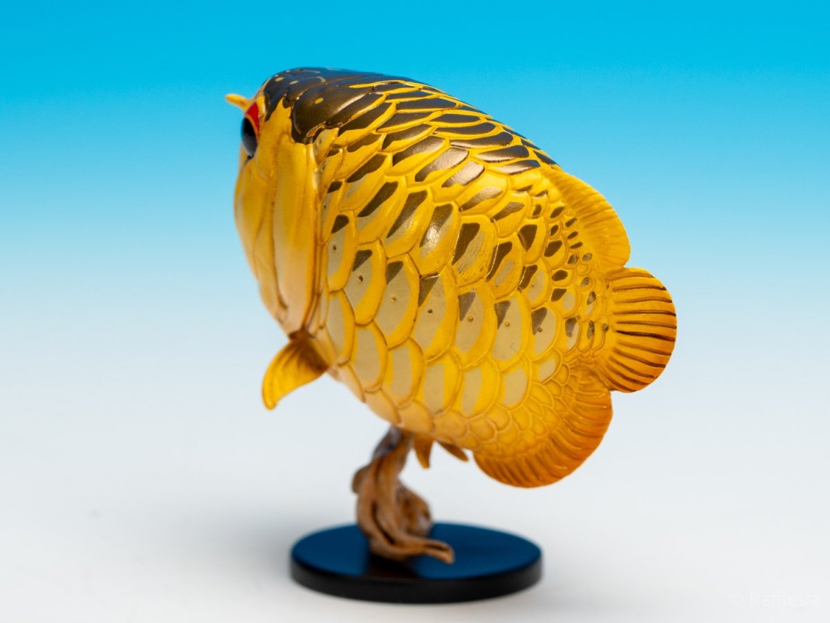 画像8: アジアアロワナ（金）【動画あり】 (8)