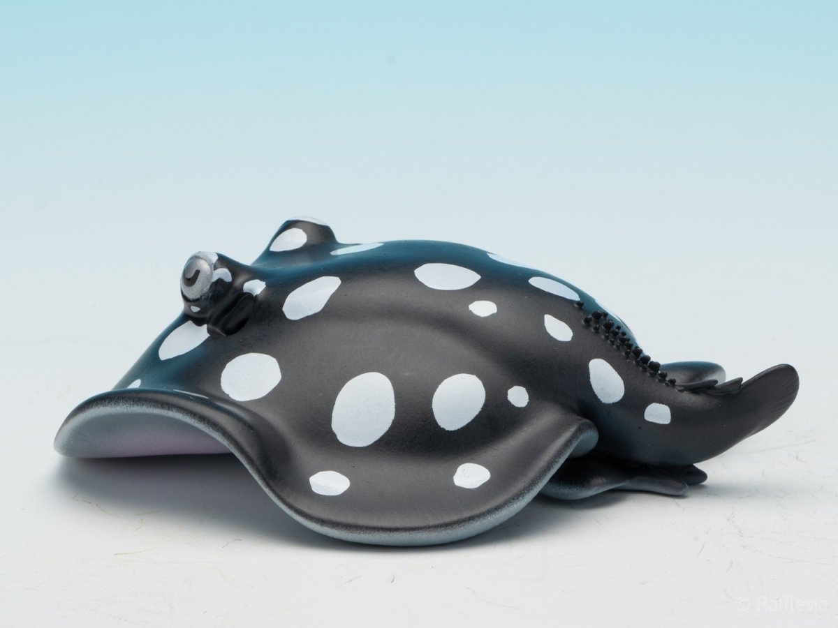 画像6: ポルカドットスティングレイ (6)