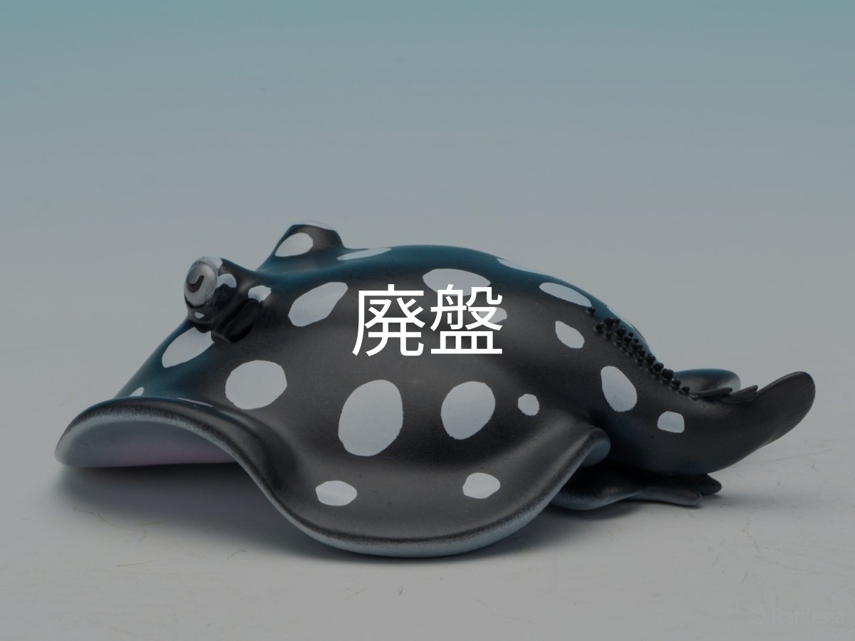 画像6: ポルカドットスティングレイ (6)