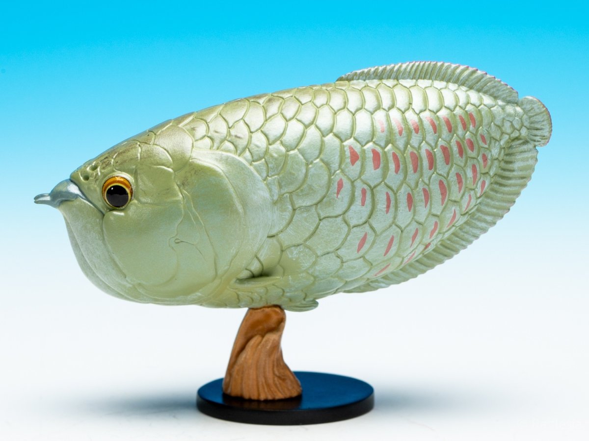 画像5: シルバーアロワナ (5)