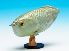 画像4: シルバーアロワナ (4)