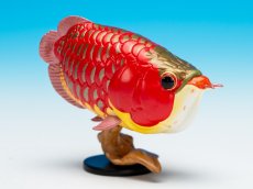 画像1: アジアアロワナ（赤） (1)
