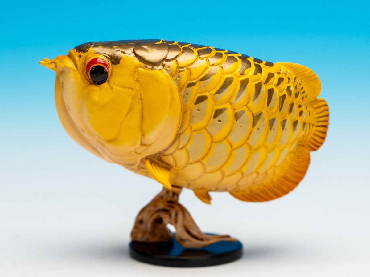 画像6: アジアアロワナ（金）【動画あり】 (6)