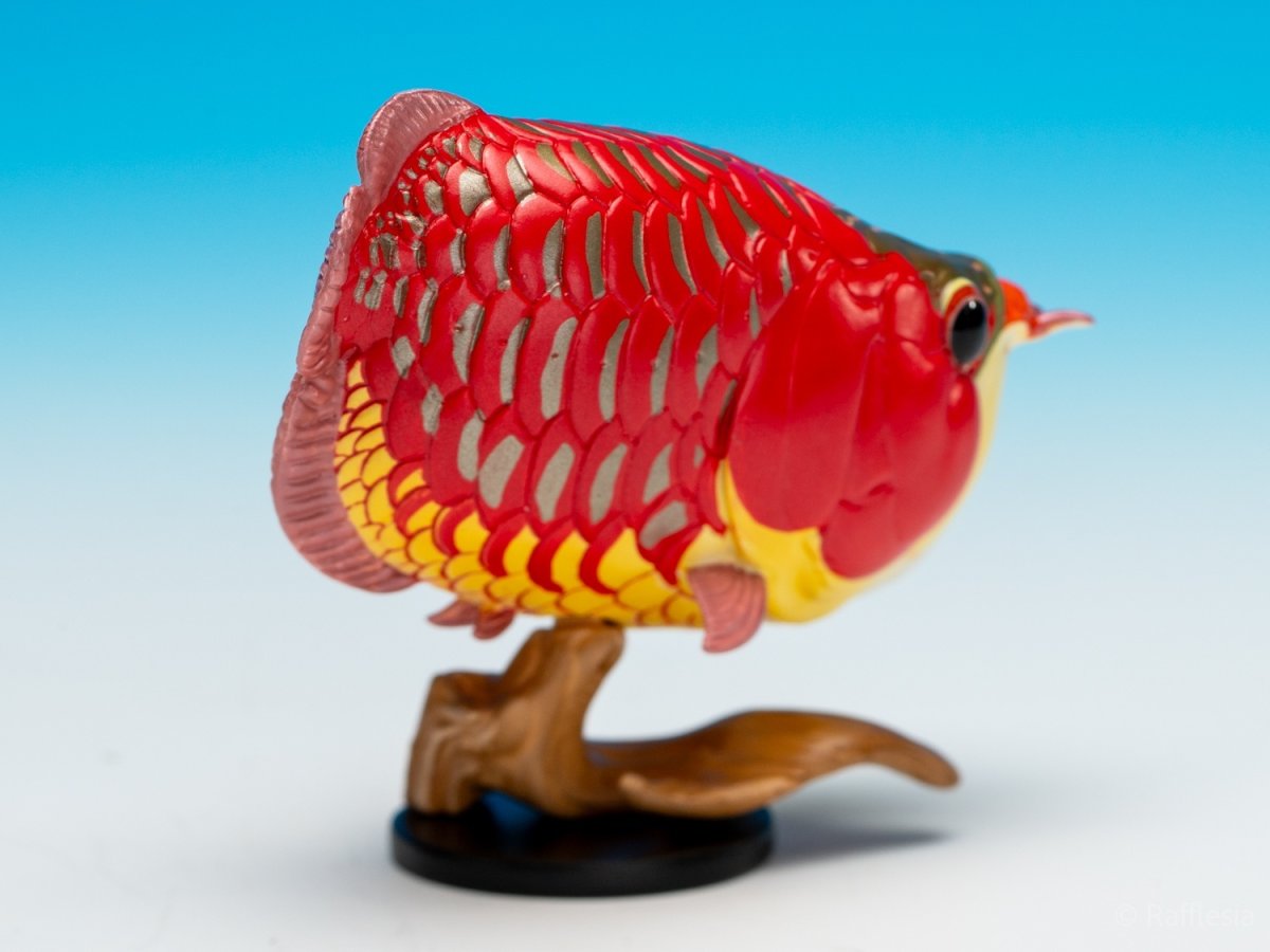 画像10: アジアアロワナ（赤）【動画あり】 (10)