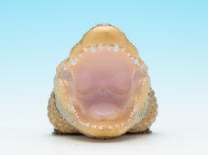 画像8: ヨウスコウアリゲーター（開口） (8)