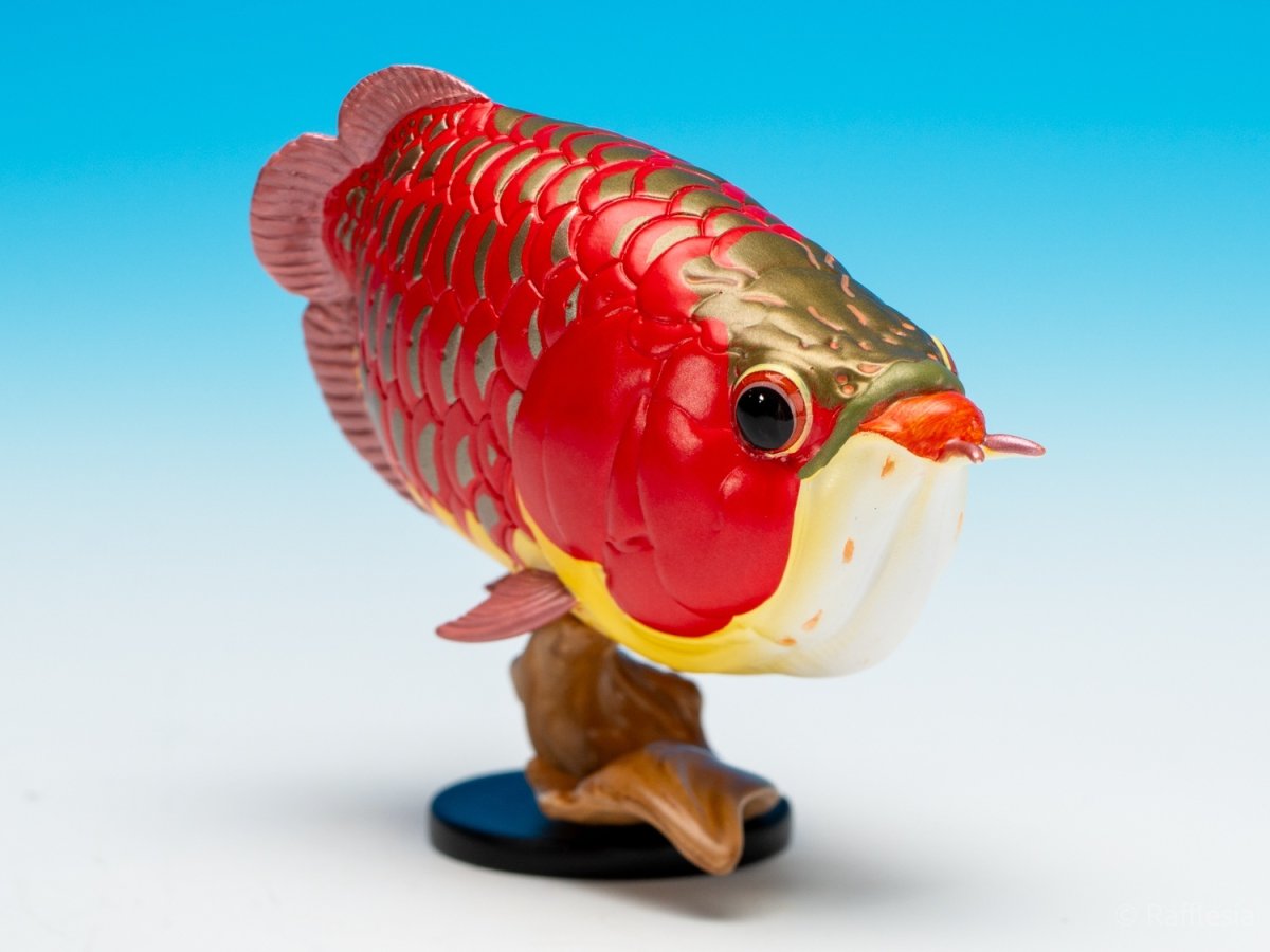 画像2: アジアアロワナ（赤）【動画あり】 (2)