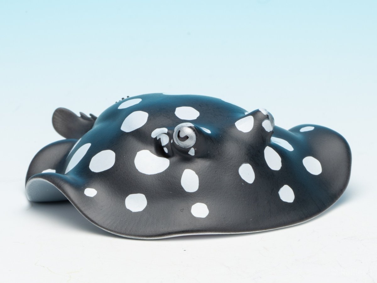 画像10: ポルカドットスティングレイ (10)