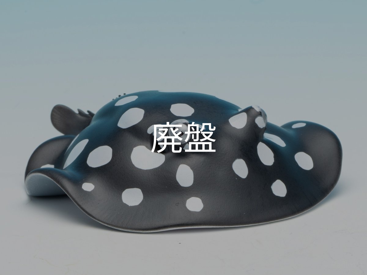 画像10: ポルカドットスティングレイ (10)