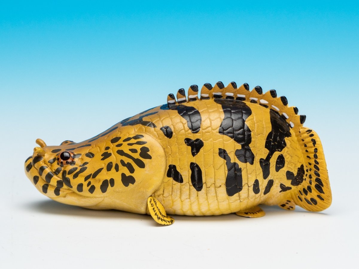 画像4: ポリプテルス・エンドリケリー (4)