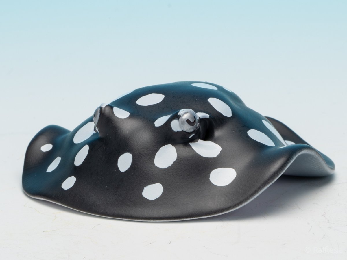画像3: ポルカドットスティングレイ (3)