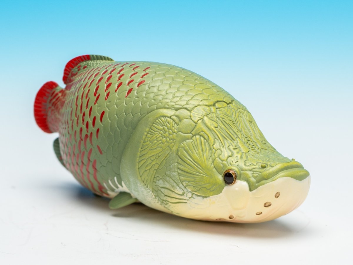 画像2: ピラルクー (2)