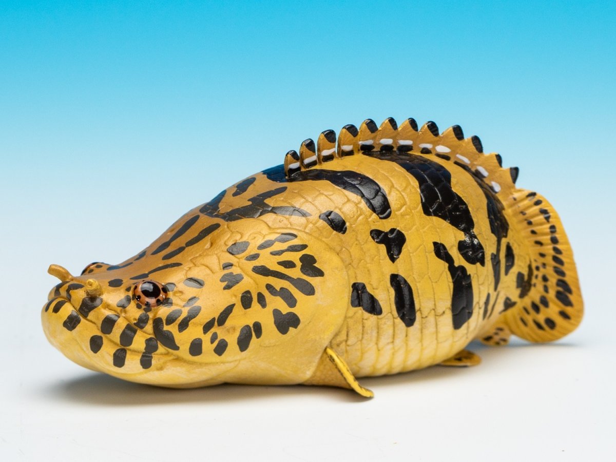 画像2: ポリプテルス・エンドリケリー (2)