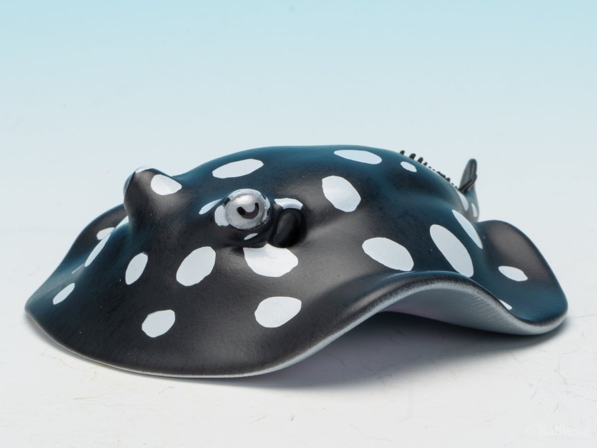画像4: ポルカドットスティングレイ (4)