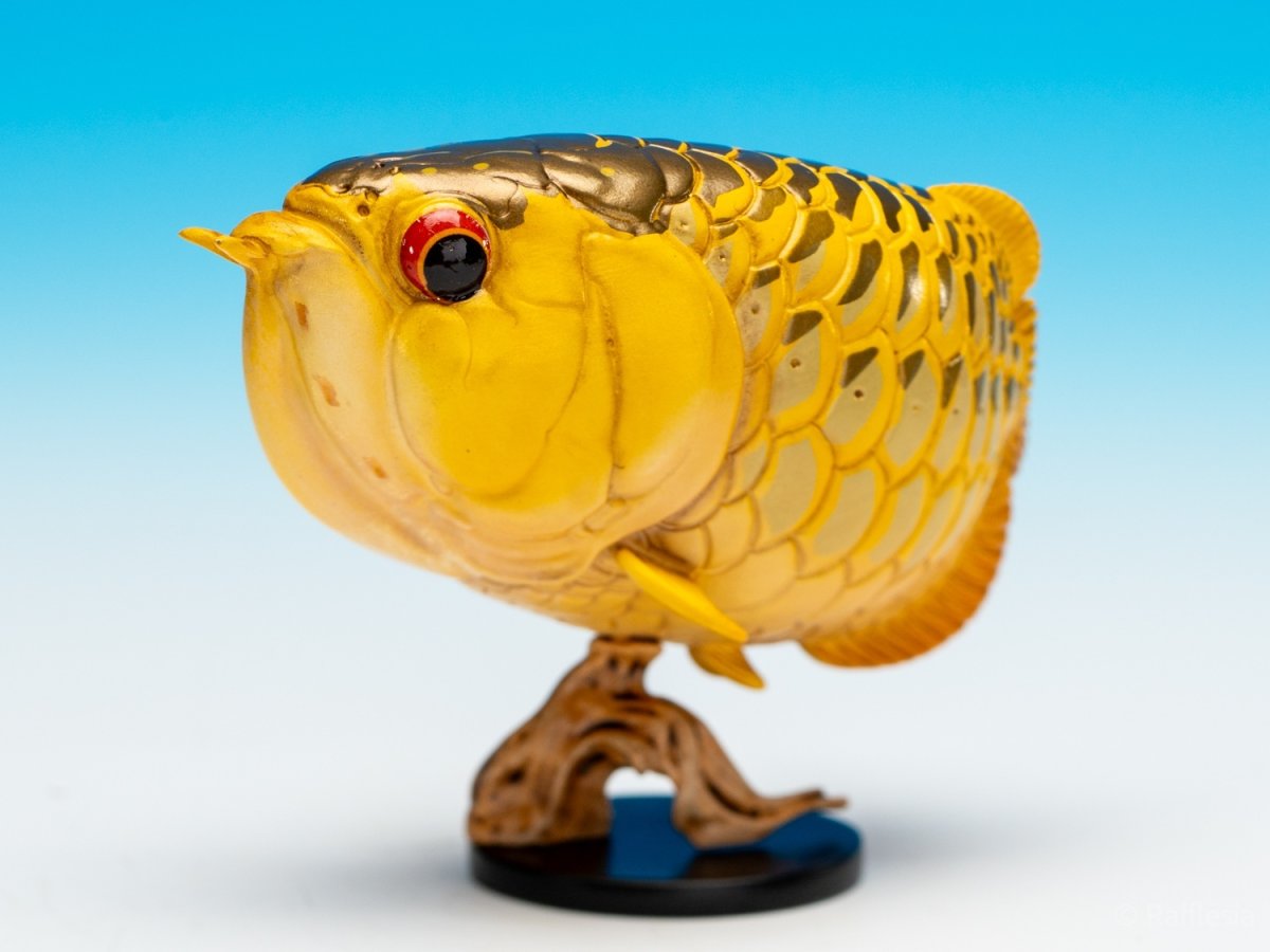 画像5: アジアアロワナ（金）【動画あり】 (5)