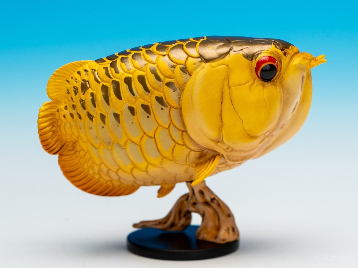 画像10: アジアアロワナ（金）【動画あり】 (10)