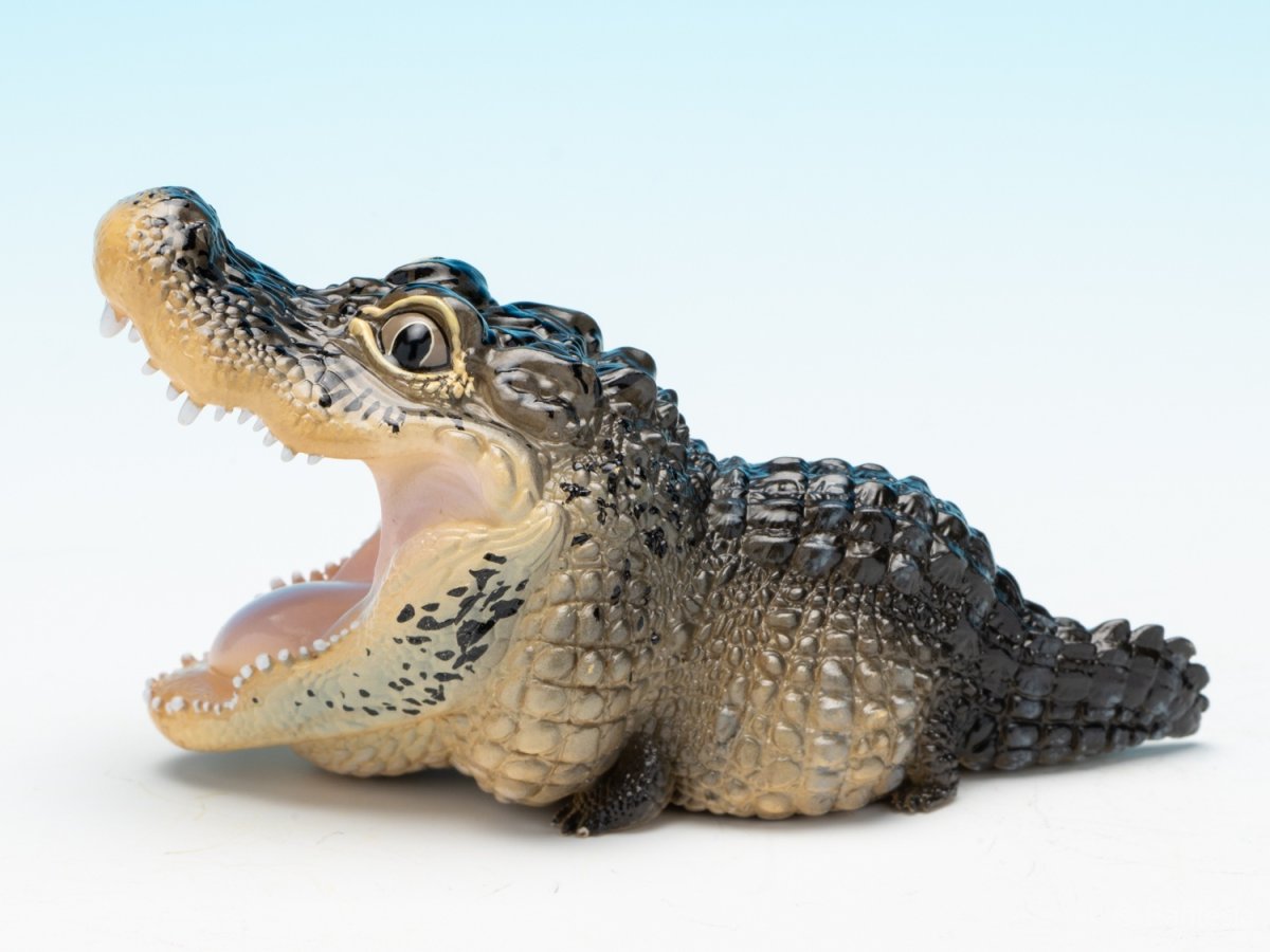 画像6: ヨウスコウアリゲーター（開口） (6)