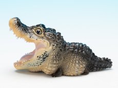 画像6: ヨウスコウアリゲーター（開口） (6)