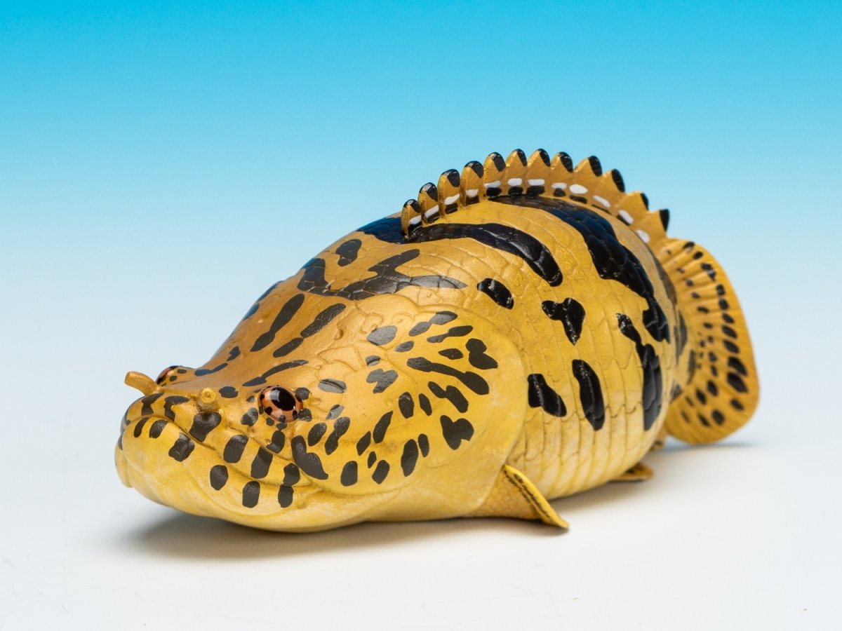 画像3: ポリプテルス・エンドリケリー (3)