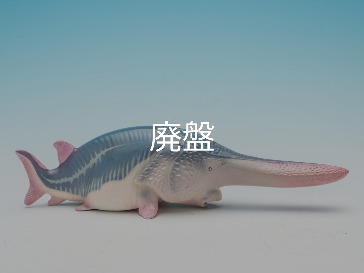 画像9: ハシナガチョウザメ (9)