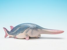 画像9: ハシナガチョウザメ (9)