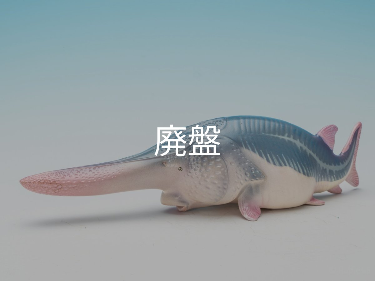 画像5: ハシナガチョウザメ (5)