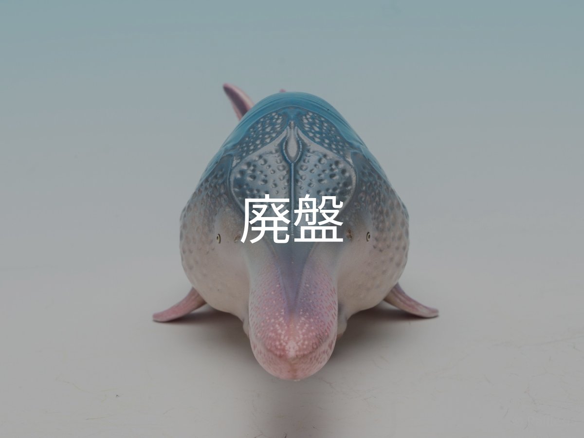 画像3: ハシナガチョウザメ (3)