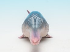 画像3: ハシナガチョウザメ (3)