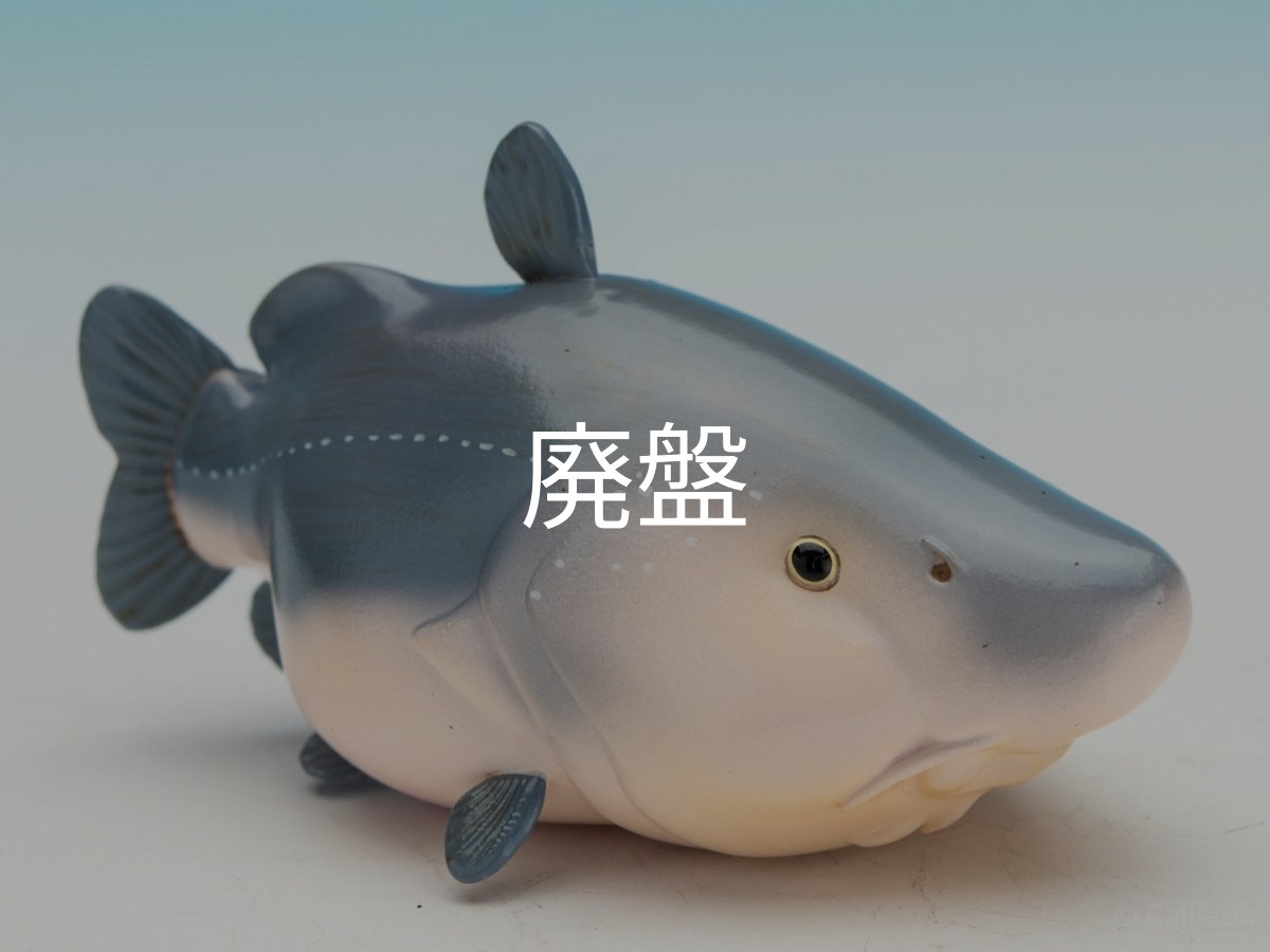 画像1: レイオカシス・ロンギロストリス (1)