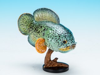 動物の惑星(魚) - アジアアロワナ専門店ラフレシア 動物の惑星(魚) - アジアアロワナ専門店ラフレシア