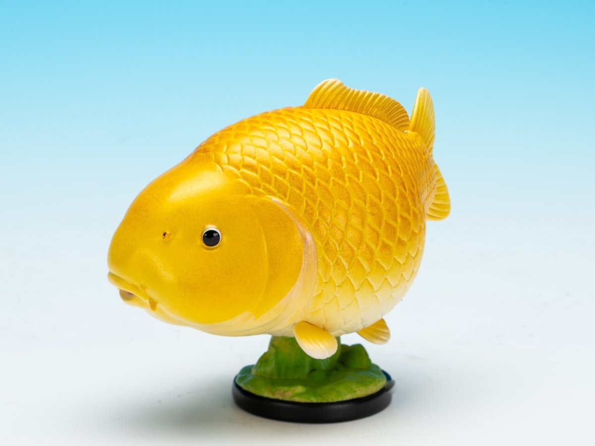 画像2: 錦鯉（山吹黄金） (2)