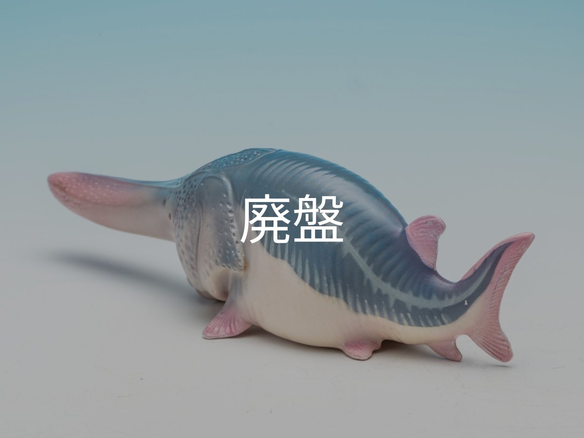 画像6: ハシナガチョウザメ (6)