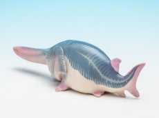 画像6: ハシナガチョウザメ (6)