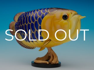 限定品 - アジアアロワナ専門店ラフレシア