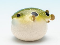 画像4: メフグ (4)