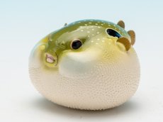 画像3: メフグ (3)