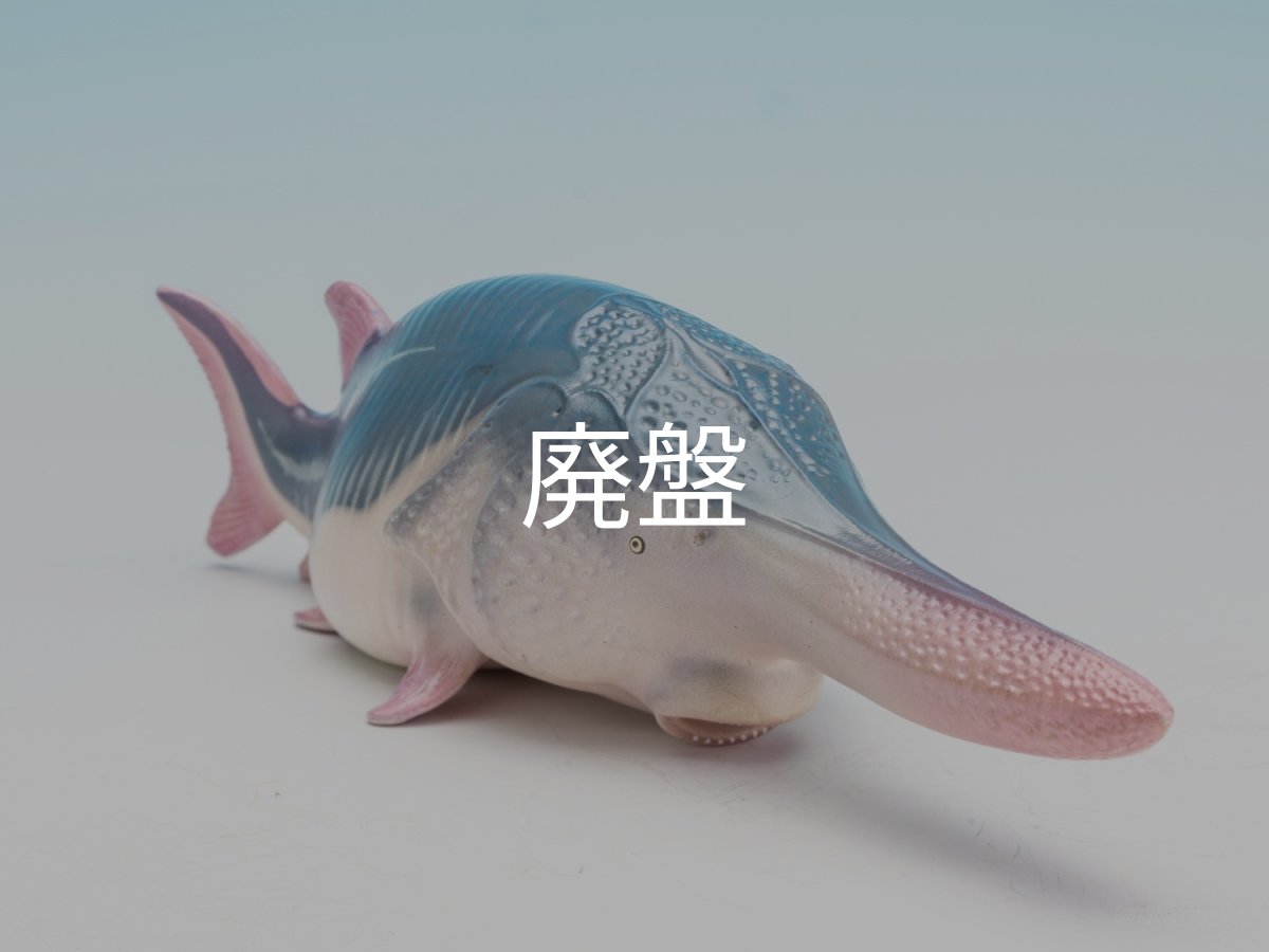 画像2: ハシナガチョウザメ (2)