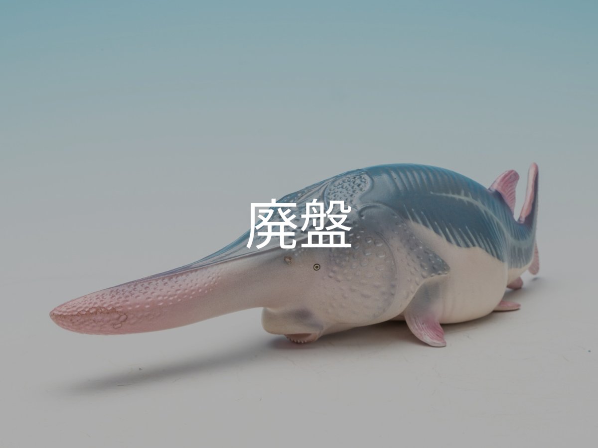 画像4: ハシナガチョウザメ (4)