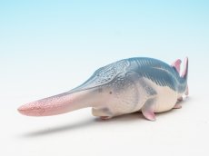 画像4: ハシナガチョウザメ (4)