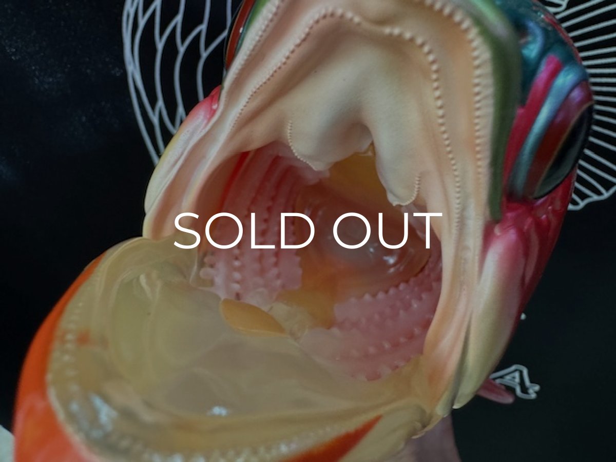 画像2:  アジアアロワナ紅龍 PLUS-2 (2)